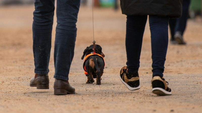 Slik gjør du hundeturen trygg og hyggelig i vårsesongen