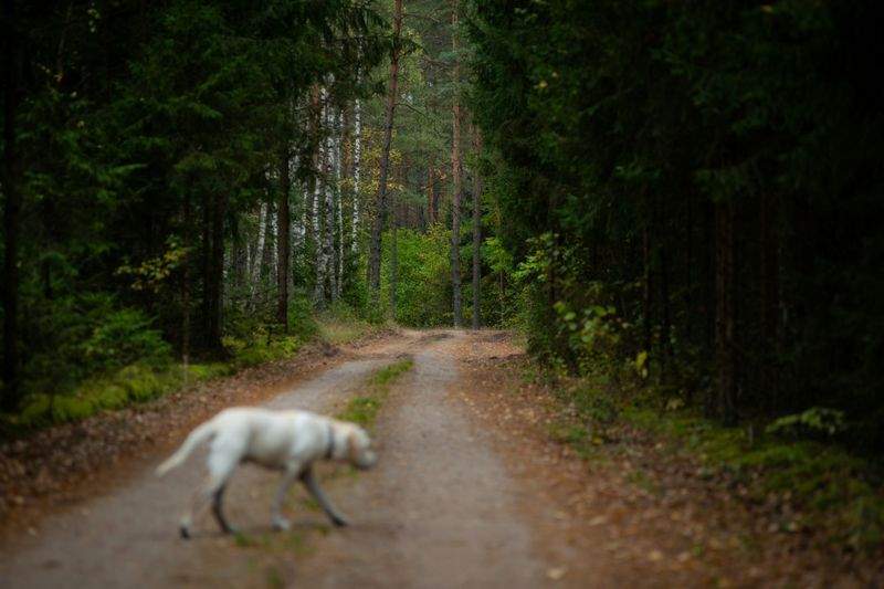 Aktive turer med lek og mental stimulering